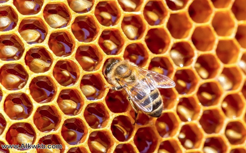 لماذا خلية النحل على شكل سداسي ؟ والإعجاز القرآني في خلق النحل
