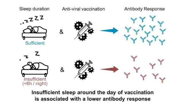 Imágenes que muestra la relación de buena y mala calidad de sueño y la efectividad de las vacunas