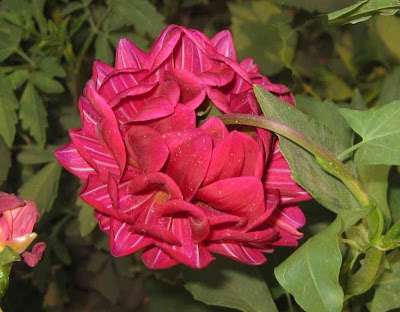 Maroon Dahlia Flowers Picture