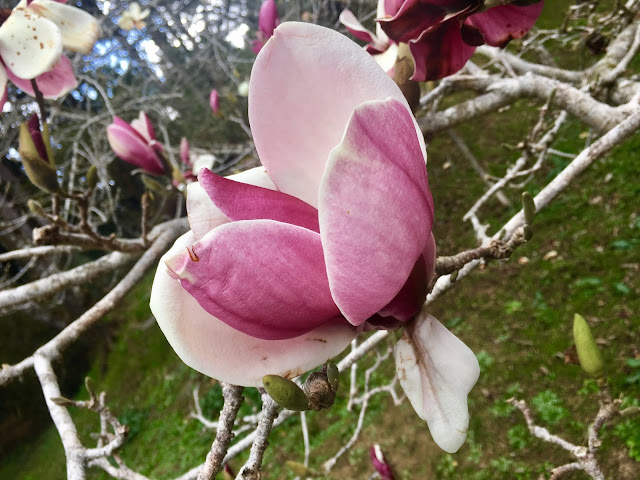 magnolia blossom, alishan, chiayi, taiwan