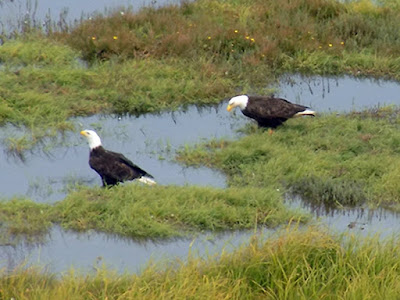 Eagles Enjoying the Wetlands Infront of our RV
