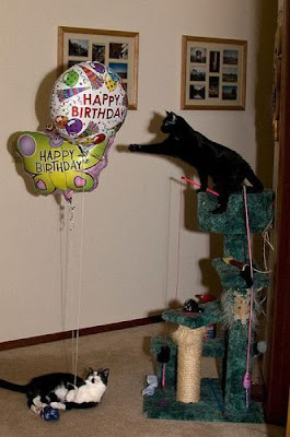 cats celebrate their birthdays