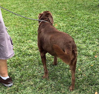 Three-legged dog at motorcycle show.