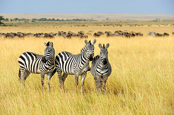 Zebra Nerede Yaşar ? Zebra Hakkında Bilgiler