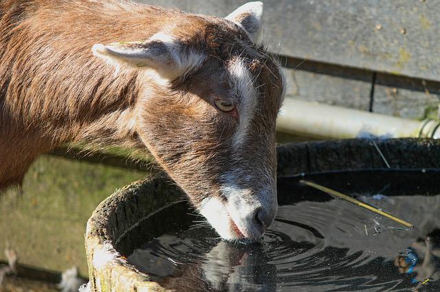 gambar kambing lagi minum