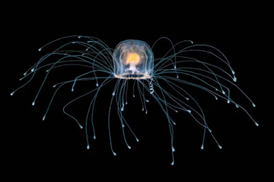 Turritopsis dohrnii, la medusa inmortal