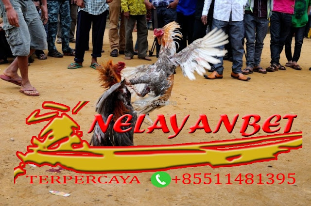 MASTER SABUNG AYAM