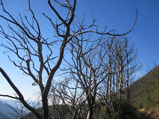 Burned Manzanita