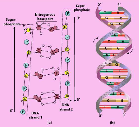 FSc Biology Part 1 XI 11th Chapter 2 Biological Molecules Notes