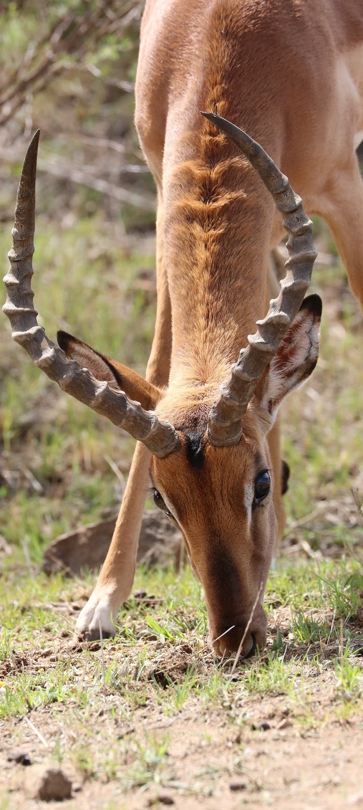 An impala eating grass.