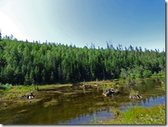  Cassiar Highway below Meziadin Junction