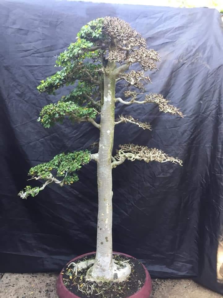 Punya Bahan Bonsai Lurus? Dibuat Begini Saja