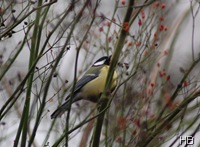 Kohlmeise in Ramblerrose © H. Brune