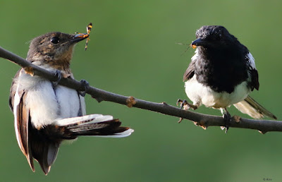 "Oriental Magpie-Robin, with prey snatched from the other."