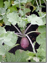 Rutabaga