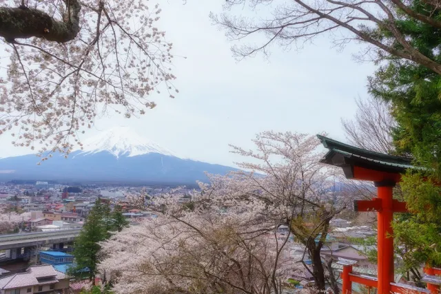 新倉富士浅間神社（山梨）からの富士山と桜