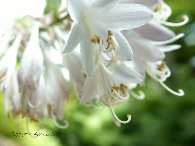 Hosta sieboldiana