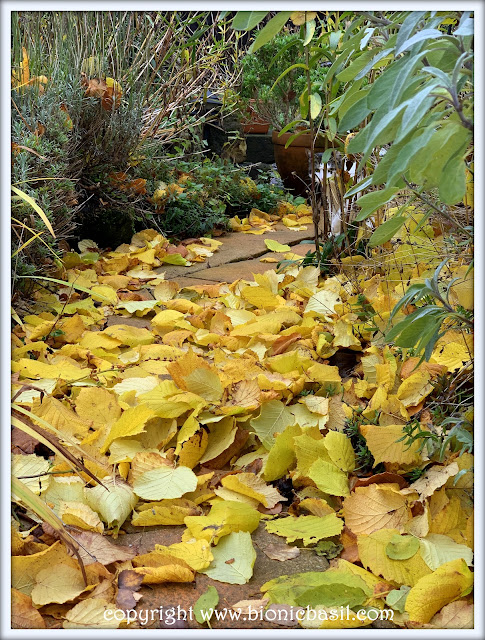 The BBHQ Midweek News Round-Up ©BionicBasil® The Leaves Are Falling