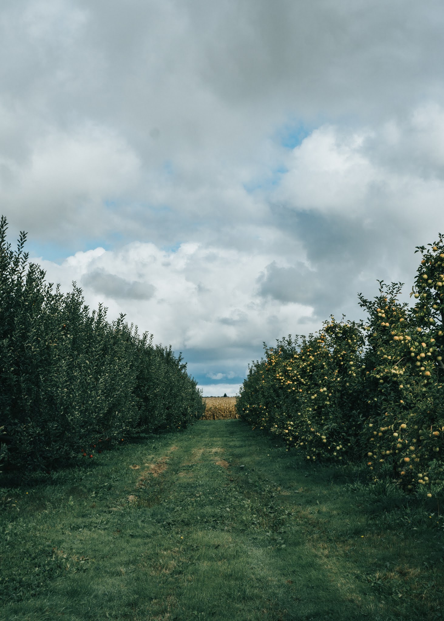 My favorite fall activity is apple picking