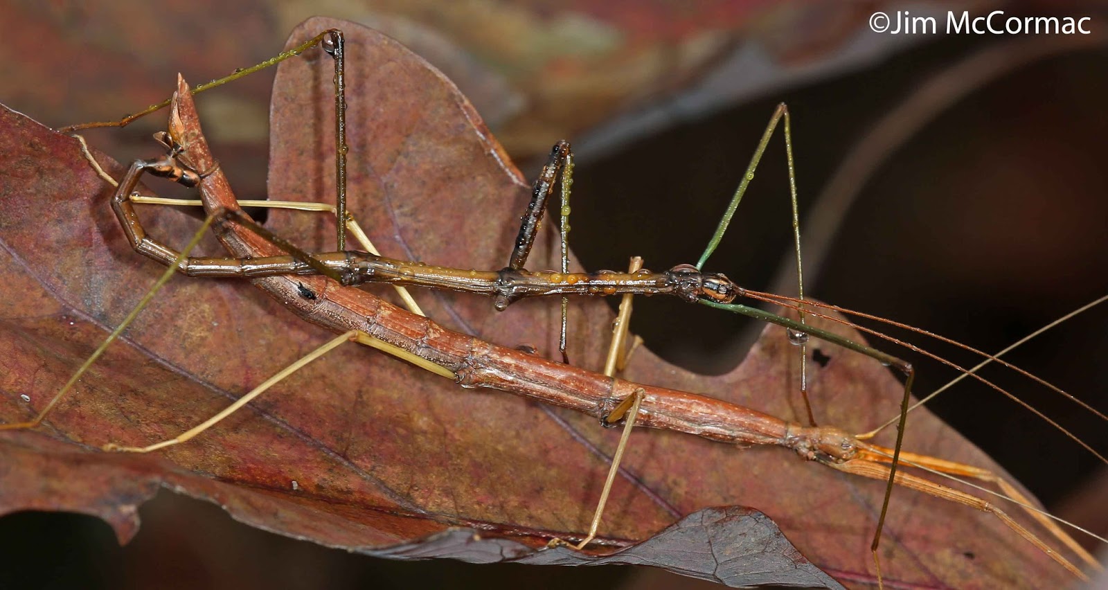 Ohio Birds and Biodiversity: Walkingsticks blend so well, they're easy to  miss