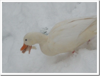 januari2010 047