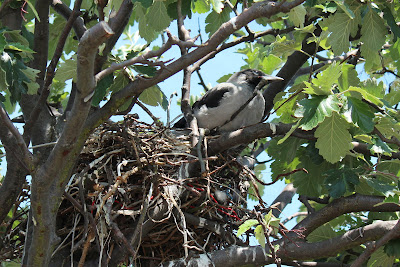 Skierroek - Bonte Kraai - Corvus cornix