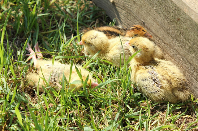 Quail chicks sunbathing for Vitamin D₃ creation and assimilation