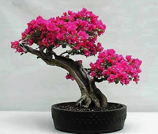 Tanaman Bonsai Bunga