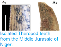 https://sciencythoughts.blogspot.com/2015/08/isolated-theropod-teeth-from-middle.html