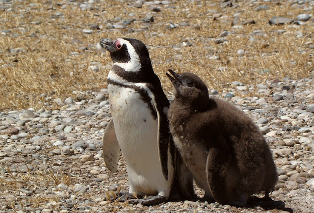 emperor penguin