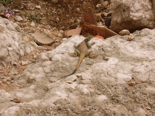 Lizzard on the rocks