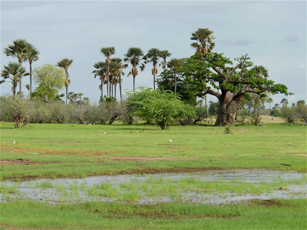 Saloum Delta National Park