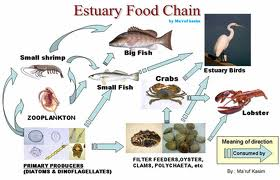 EKOSISTEM MEMBENTUK RANTAI MAKANAN - asa generasiku