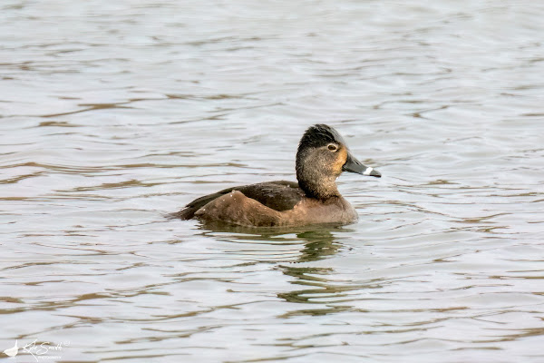 Ring-necked duck