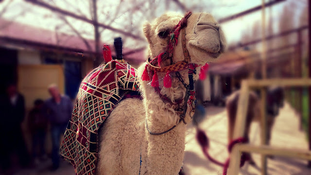 Camel Ready for the Festival