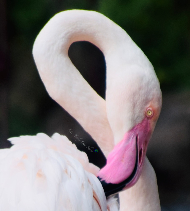  Flamingo Gardens in Florida has a lot more than just flamingos! | Ms. Toody Goo Shoes #flamingos