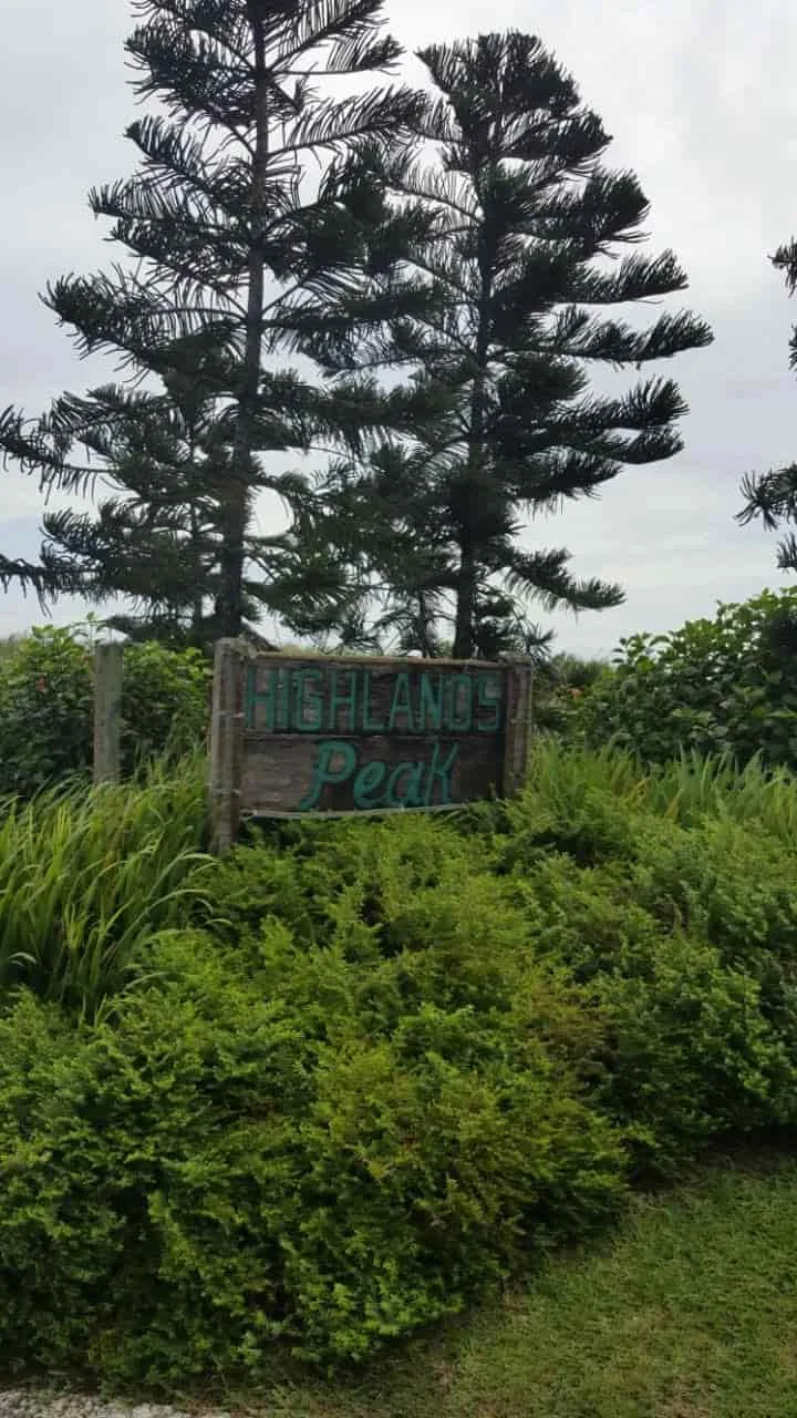 Pine trees at Tagaytay Highlands