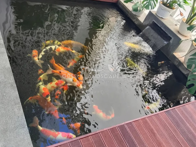 Tukang Kolam Koi Minimalis Cirebon - Bikin Kolam Ikan Berkualitas