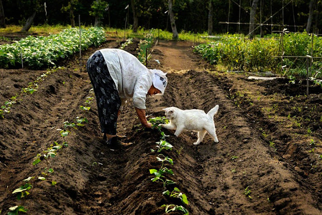 A grandma and her cat are best friends, Misa and Fukumaru, odd eyed cat