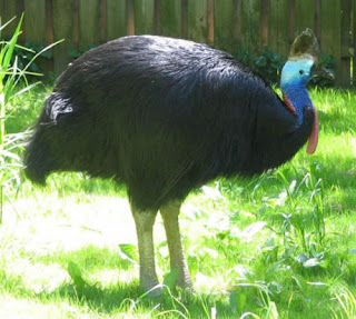 World's most dangerous Bird, the Cassowaries