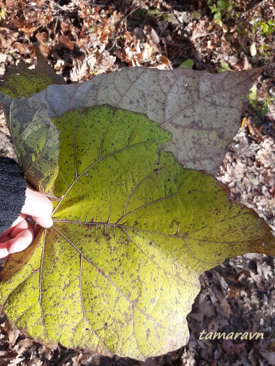 Липа маньчжурская (Tilia mandshurica)