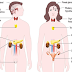 24+ Anatomi Fisiologi Sistem Endokrin Manusia