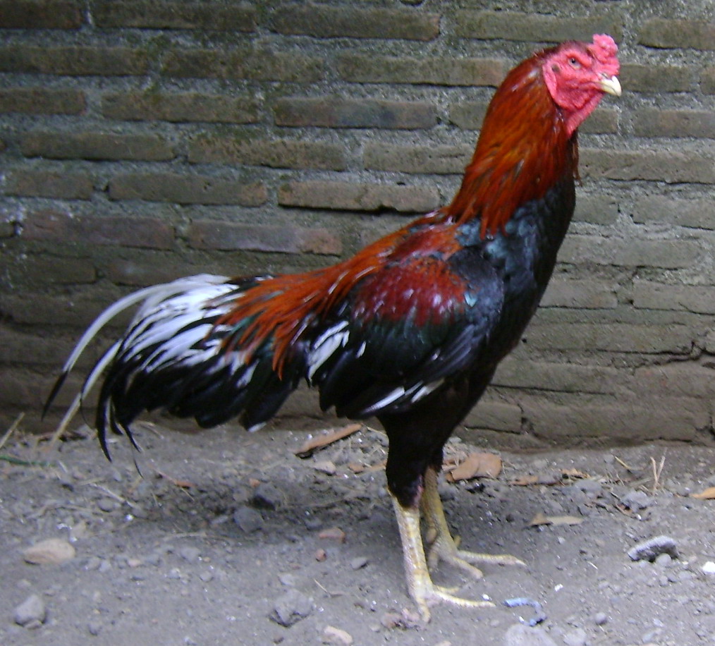  AYAM  JAGO  JEJERAN