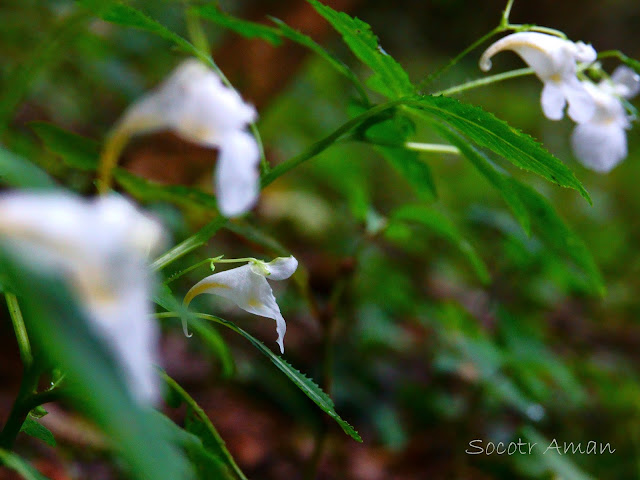 Impatiens textori