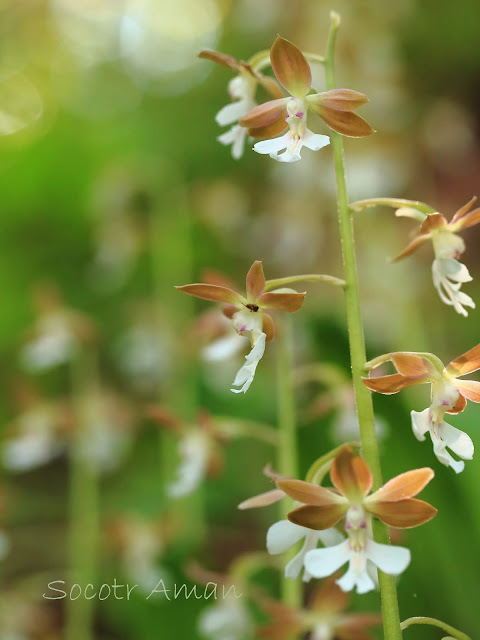 Calanthe discolor