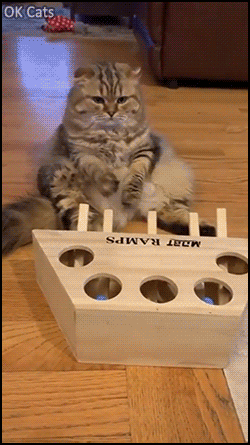 Funny Cat GIF • Chubby cat finds his new toy really boring!” [ok-cats.com]