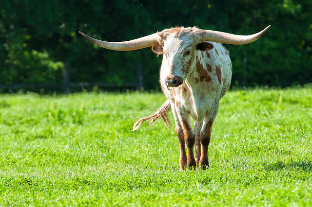 Texas Longhorn, Ennis