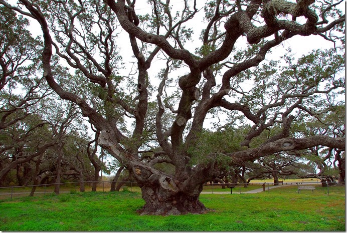 Big Tree 2