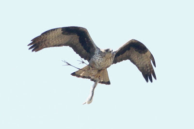 ""Bonelli's Eagle (Aquila fasciata), a majestic raptor with brown plumage, soaring in the sky with prey Abu Road."