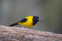 Audubon Oriole Bird